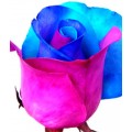 Tinted Roses - Light Blue, Pink, Purple